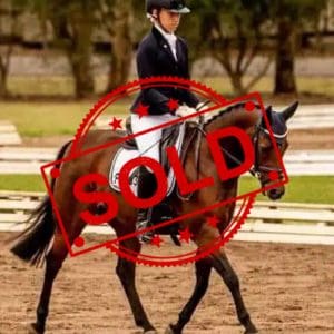 SOLD!! - Large Pony