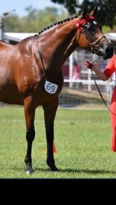 Bless - OTTB Small Hack