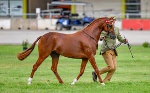 Uhavta Raise Your Glass - Riding Pony Gelding