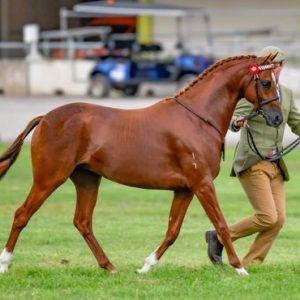 Uhavta Raise Your Glass - Riding Pony Gelding