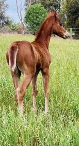 Exceptionally bred Riding Pony Colt