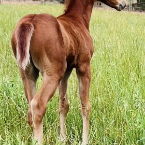 Exceptionally bred Riding Pony Colt