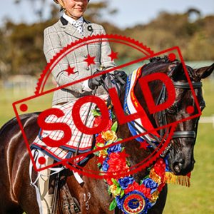 SOLD!! - Large Hunter Pony