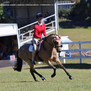 Silhouette Park Kaidence - Large Pony