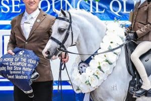 Bamborough Catapulte - Leading Rein Pony