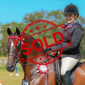 SOLD!!  - Open Small Galloway