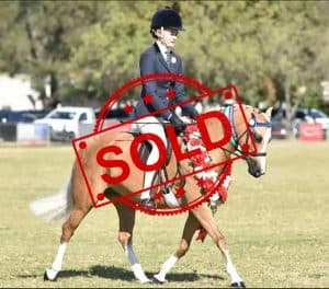 SOLD!!  - Small Pony