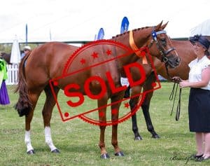 SOLD!! - OTT and Dressage Star