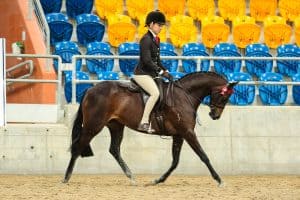 Ridgeview Park Royal Gift - Large Pony