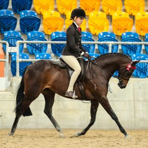 Ridgeview Park Royal Gift - Large Pony