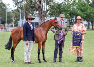 Whitmere Mayfair - to mature large pony.