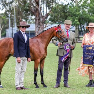 Whitmere Mayfair - to mature large pony.