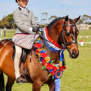 Cantik Park Maximus- Small Hunter Galloway