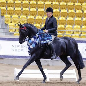 Total Fashionista - Grand National Champion Hack