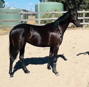 Merivale Park Cover Girl - mature large pony