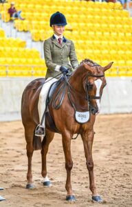 National Velvet - Large Show Hunter Galloway