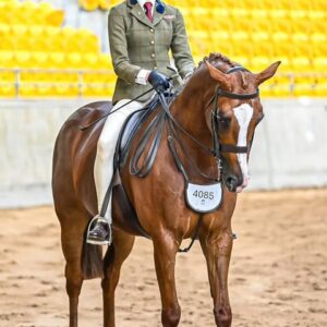 National Velvet - Large Show Hunter Galloway