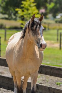 Stunning German Riding Pony Filly