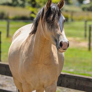 Stunning German Riding Pony Filly